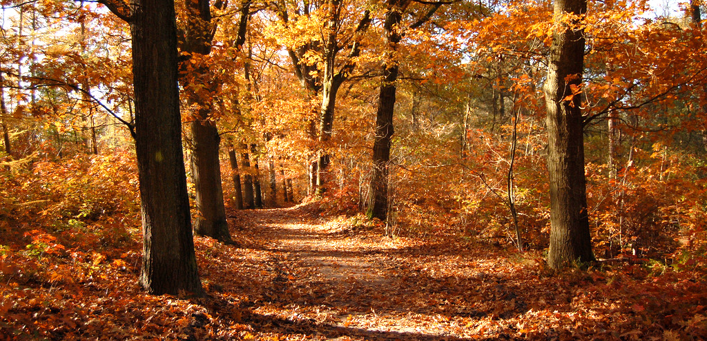 Herfstboeketten en leuke kaartjes met herfstmotieven