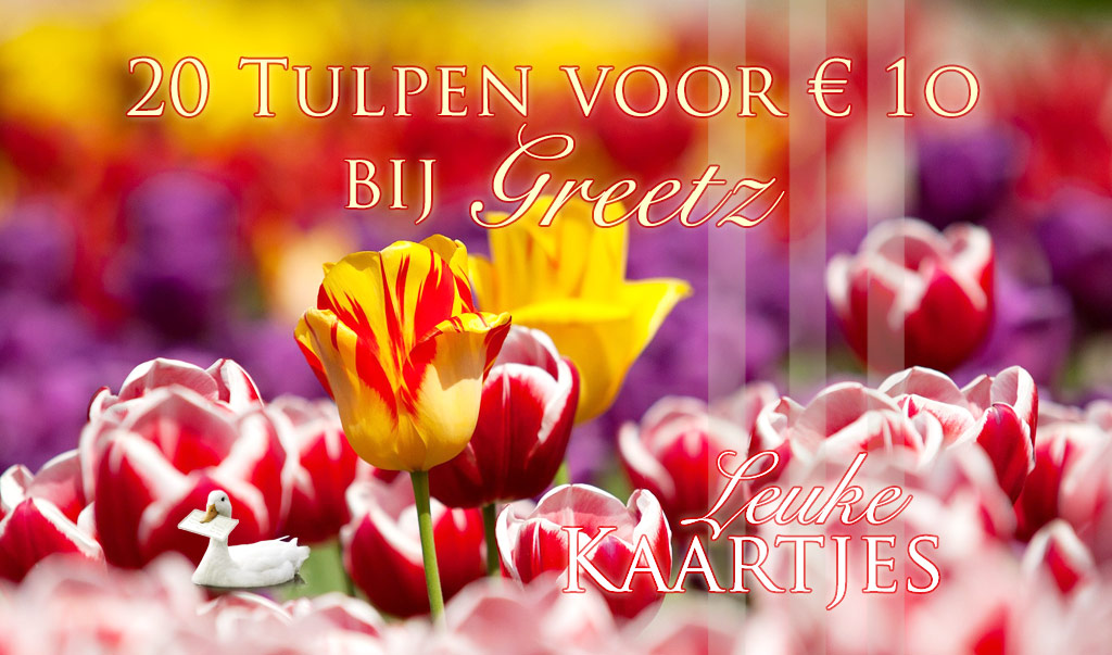 Tulpen voor een tientje